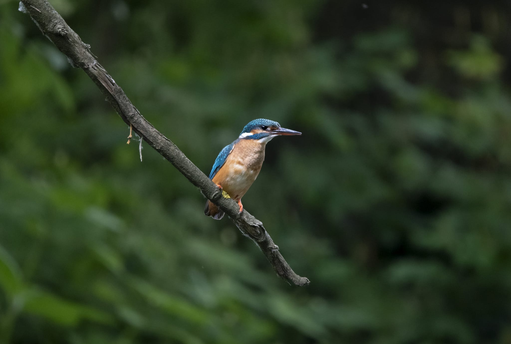 Common Kingfisher Bird